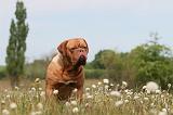 DOGUE DE BORDEAUX 049